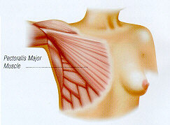 pectoralis