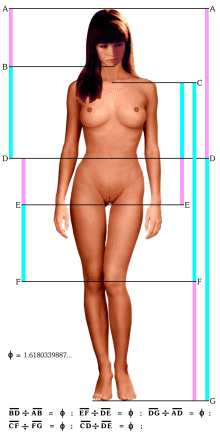 female-proportions